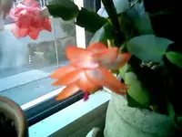 Kaktee.webp