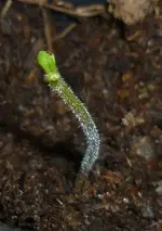 Dümpel124022011.webp
