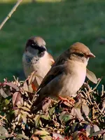 078.webp