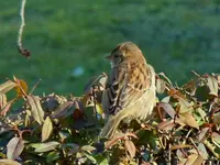 085.webp
