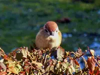 096.webp