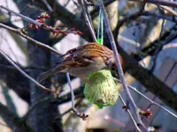 091.webp