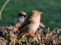 080.webp