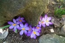 frühling1.webp