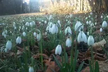 frühling4.webp