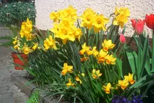 frühling2.webp