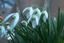 frühling5.webp