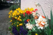 frühling3.webp