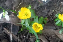 frühling6.webp