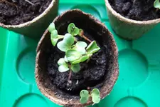 DSCF1742.webp