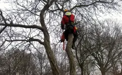 Kettensäge_Apfel (13).webp