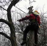 Kettensäge_Apfel (18).webp