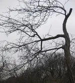 Apfelbaum (6).webp