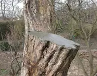 Apfelbaum (4).webp