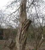 Apfelbaum (3).webp