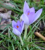Krokusse (3).webp
