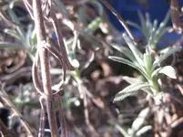 Lavendel_Januar.webp