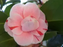 Kamelie.webp