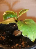 DSCF2442.webp