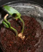 Paprika.webp