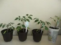 DSCF2445.webp