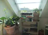 DSCF2446.webp