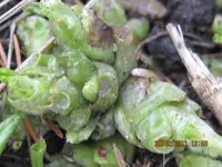 februar 005.webp