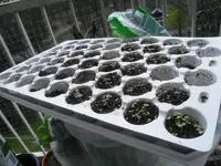 Rucola2.webp
