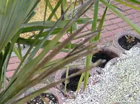 DSCN3847.webp