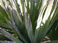 DSCN3848.webp