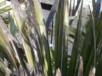 DSCN3849.webp