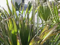 DSCN3851.webp