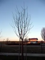 baum1.webp