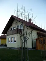 baum2.webp