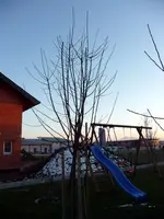 baum3.webp