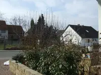 a-baum vorher.webp