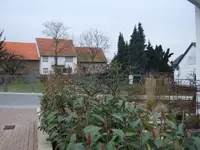 a-baum nachher.webp