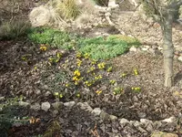 frühlingserwachen.webp