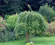 Kopie von 02082008325.webp