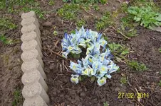 Iris hellblau.webp