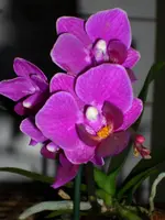DSCI1323.webp