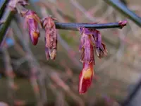 018Winterjasmin.webp