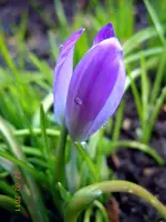 Blüten2306.webp