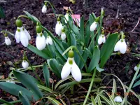 Blüten2310.webp