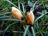 Blüten2309.webp