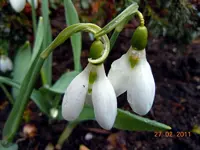 Blüten2313.webp