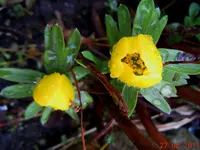 Blüten2314.webp