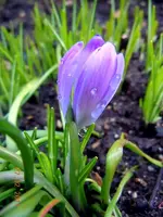 WASSERTROPFEN2336.webp