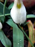 WASSERTROPFEN2333.webp