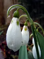 WASSERTROPFEN2329.webp